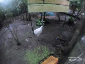 Batu Punya Burung Paling Langka Kedua Sedunia Batu Punya Burung Paling Langka Kedua Sedunia