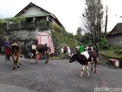 Ada Pandemi, Tradisi Bakdo Sapi di Boyolali Tanpa Arak-arakan