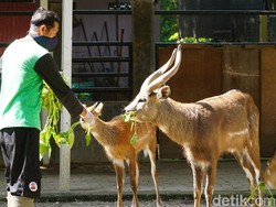 Solo Zoo Bersiap Buka Kembali, FX Rudy Minta Ada Protokol Kesehatan