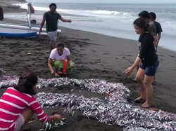 Heboh Ikan Kecil Terdampar di Pesisir Pantai Klungkung Bali