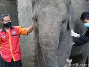 Pengelola Solo Zoo Gelar Simulasi Beroperasi di Era New Normal