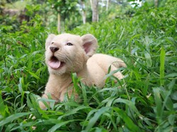 Gisel, Bayi Singa Putih Lahir di Taman Safari Prigen Saat Pandemi