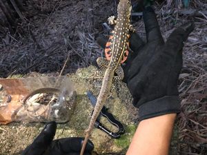 Petugas Gagalkan Penyelundupan Paket Satwa Liar di Bandara Pangkalpinang