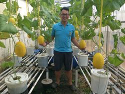 Meraup Cuan di Tengah Corona dari Bisnis Hidroponik
