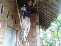Biawak Ngumpet di Atap Rumah Warga Ciamis