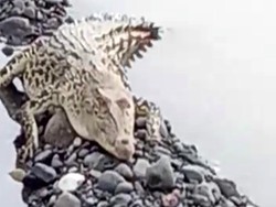 Buaya Penghuni Sungai Cimandiri Menampakkan Diri Lagi