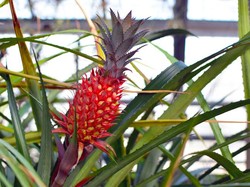 Bukan Kuning, Nanas Unik dari Brasil Ini Warnanya Merah!