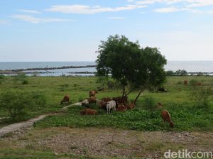 Nasib Stadion Barombong: Terbengkalai, Jadi Tempat Sapi Cari Makan