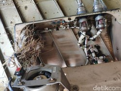 Saat Burung Bersarang di Pesawat yang Diparkir di Bandara