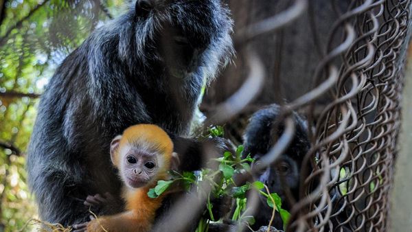 Lucunya 2 Bayi Lutung Berbulu Emas dari Bandung