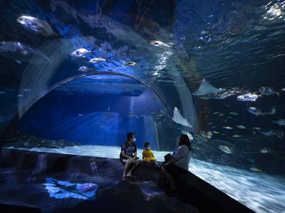 Hadapi New Normal, Bioskop-Akuarium di Thailand Kembali Dibuka