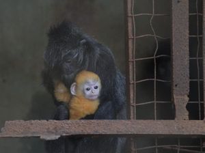 Gemasnya Remon, Bayi Lutung yang Terancam Punah di Bandung Zoo Garden