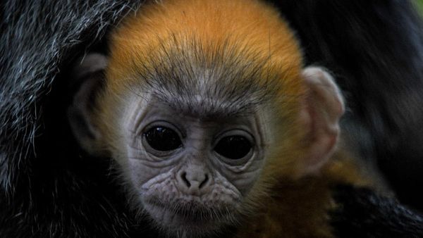 Fitri, Bayi Lutung Jawa yang Lahir di Tengah Pandemi