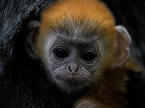 Fitri, Bayi Lutung Jawa yang Lahir di Tengah Pandemi