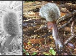 Tupai Peminum Darah dan Aneka Hewan Langka Lainnya di Kalimantan