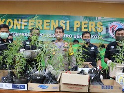 7 Pengedar Narkoba di Bekasi Ditangkap, 34 Pohon Ganja Disita
