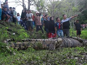 Buaya 4 Meter Ditangkap di Parepare, Kerap Mangsa Ternak-Serang Warga