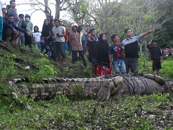 Buaya 4 Meter Ditangkap di Parepare, Kerap Mangsa Ternak-Serang Warga