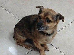 Seperti Anjing Jelmaan Anak SMP, Video Babi Ngepet Juga Pernah Bikin Geger