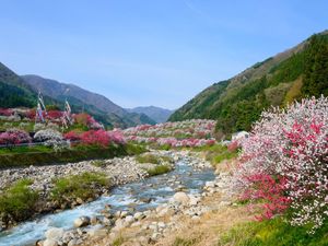 Kiat Objek Wisata dan Agen Travel Jepang Hadapi New Normal