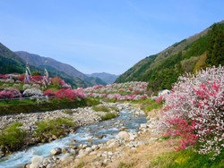 Kiat Objek Wisata dan Agen Travel Jepang Hadapi New Normal