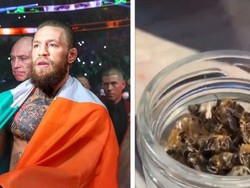 Heboh Petarung Conor McGregor Makan Lebah yang Ternyata Menyehatkan