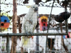 5 Arti Mimpi Mendapatkan Burung, Perubahan dan Kebebasan hingga Kemalangan