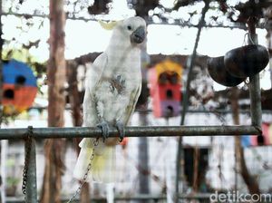 5 Arti Mimpi Mendapatkan Burung, Perubahan dan Kebebasan hingga Kemalangan 5 Arti Mimpi Mendapatkan Burung, Perubahan dan Kebebasan hingga Kemalangan