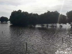 200 Ha Tambak di Pantura Brebes Terendam Banjir Rob