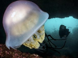 Bukan dengan Insang, Bagaimana Cara Ubur-ubur Bernapas?