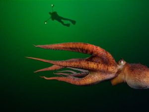 Keren! Gurita Mampu Analisis dan Meniru Video Tutorial