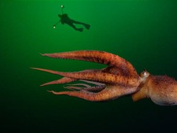 Keren! Gurita Mampu Analisis dan Meniru Video Tutorial