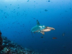 Peselancar di Australia Tewas Diserang Hiu