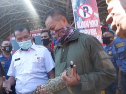 Dikira Biawak, Ternyata Anak Buaya Masuk ke Kamar Mandi Warga di Padang