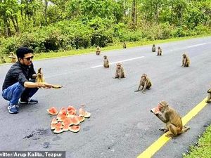 Antre Makanan, Gerombolan Monyet Ikut Social Distancing