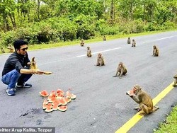Antre Makanan, Gerombolan Monyet Ikut Social Distancing