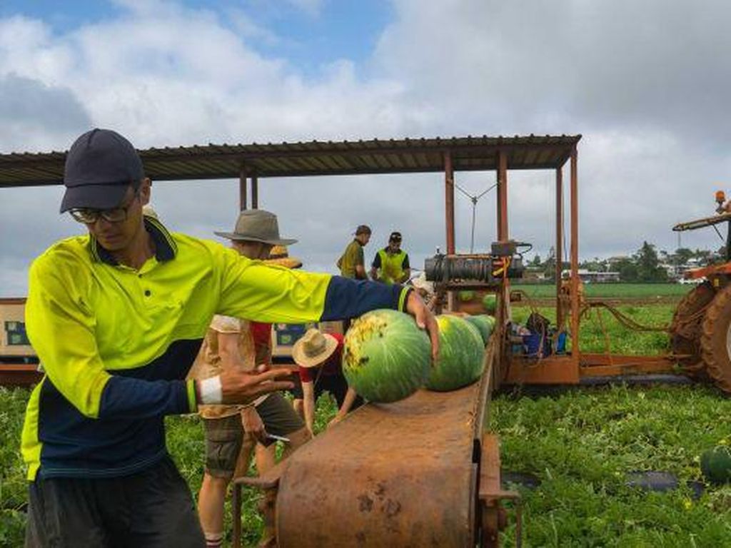 Aplikasi Backpicker Memudahkan Pemetik Buah Mendapatkan Kerja di Australia Aplikasi Backpicker Memudahkan Pemetik Buah Mendapatkan Kerja di Australia