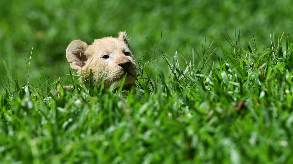 Melihat Tingkah Lucu Gisel yang Imut dan Menggemaskan Melihat Tingkah Lucu Gisel yang Imut dan Menggemaskan
