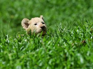 Melihat Tingkah Lucu Gisel yang Imut dan Menggemaskan