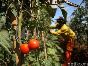 Bertani di Ibu Kota, Manfaatkan Lahan Kolong Tol