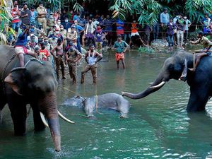Kasihan, Gajah Hamil Ini Mati Setelah Diberi Nanas Berisi Petasan Kasihan, Gajah Hamil Ini Mati Setelah Diberi Nanas Berisi Petasan