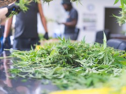 Turis Ini Jadi Buronan Qatar Akibat Ganja yang Tak Seberapa