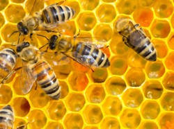 Sarang dan Royal Jelly, 5 Hasil Kerja Lebah yang Kaya Nutrisi