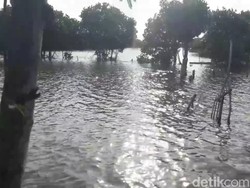 Tambak Udang dan Ikan di Brebes yang Terdampak Banjir Rob Meluas