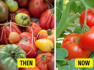 5 Buah dan Sayur Ini Punya Bentuk Berbeda dari Saat Pertama Ditemukan