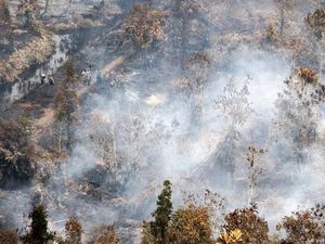 Beda Mahfud dengan Menteri Siti soal Data Deforestasi