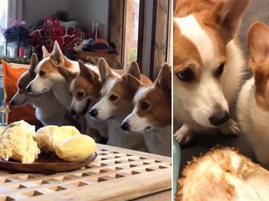 Gemas! Intip Reaksi 8 Anjing Corgi Saat Cicip Durian Pertama Kali Gemas! Intip Reaksi 8 Anjing Corgi Saat Cicip Durian Pertama Kali