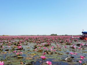 Cantiknya Danau Teratai Pink di Udon Thani, Thailand