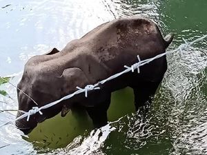 Miris! Gajah Hamil Ini Mati Usai Makan Nanas Isi Petasan