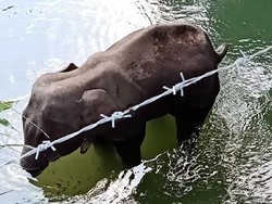 Miris! Gajah Hamil Ini Mati Usai Makan Nanas Isi Petasan